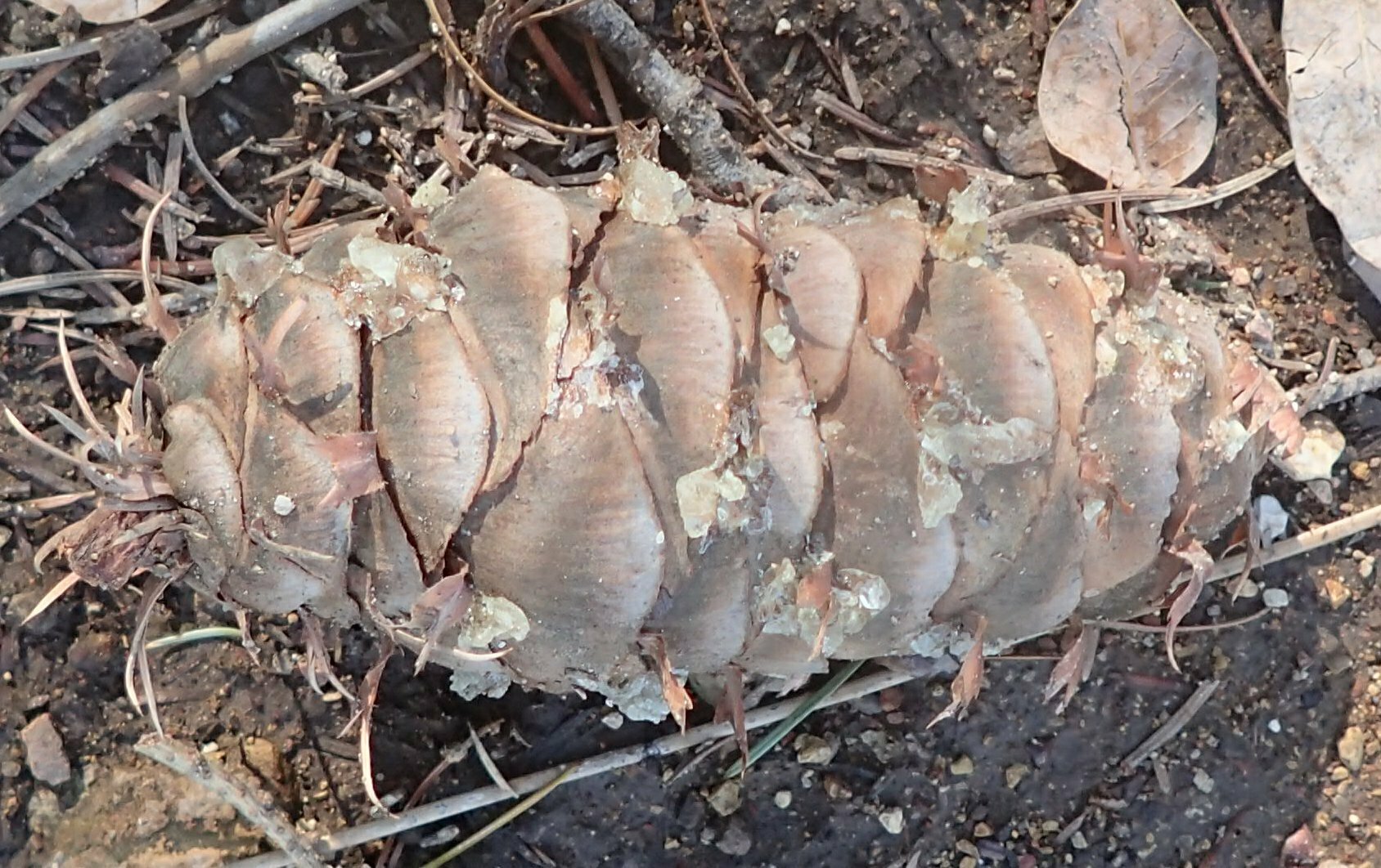 High Resolution Pseudotsuga macrocarpa Fruit